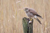 Turmfalke mit Brandmaus