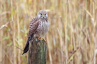 Turmfalke auf Pfahl von vorn