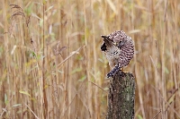 Turmfalke sich v Schilf putzen