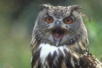 Uhu Kopfportrait gaehnend