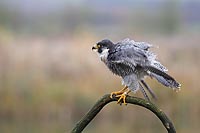 Wanderfalke sich schuettelnd