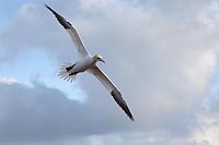 Basstoelpel vor Wolkenhimmel