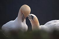 Basstoelpel Gefluester