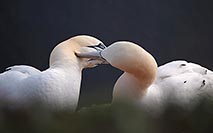 Basstoelpel gegenseitige Pfleg