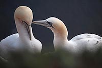 Basstoelpel kommunizierend