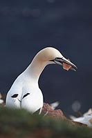 Basstoelpel Stein im Schnabel