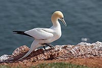 Basstoelpel Stoss unten