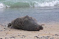 Kegelrobbenbulle sich waelzend