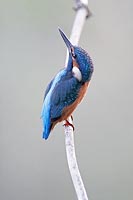 Eisvogel Juv hochschauend