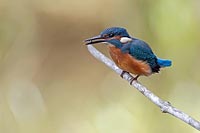 Eisvogel mit Insektenbeute