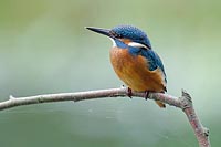 Eisvogel ueber Wasser sitzend