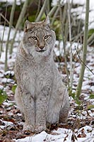 Luchs aus Gebuesch blickend