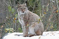 Luchs Katze auf Schneedach