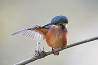 Eisvogel Fluegel pflegend