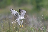 Gerfalke auffliegend Teichufer