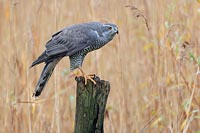 Habicht a Pfahl Startposition