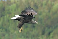 Seeadler im Flug vor Wald