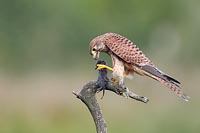 Turmfalke Maus kroepfend