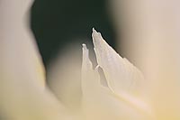 Bluetendetail helle Iris