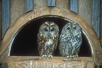 Waldkaeuze im Fenster