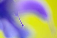 Bluetendetail Wiesensalbei