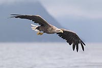 Seeadler i Gleitflug ue Wasser