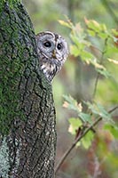 Waldkauz Hoehle November HF