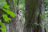 Waldkauz im Laubwald