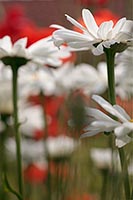 Margeriten vor rotem Mohn