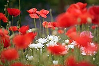 Mohnblueten vor Margeriten