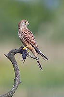 Turmfalke zurueck schauend