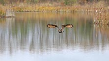 Uhu ueber Teich im Herbst