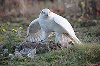 Habicht albidus auf Kaninchen