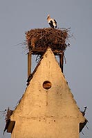 Weissstorch a Turm Abendlicht