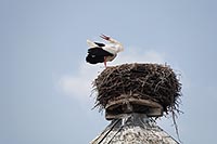 Weissstorch am Horst klappernd