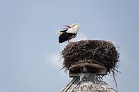 Weissstorch klappernd auf Nest