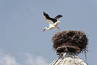 Weissstorch v Horst abfliegend