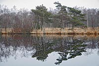 Grosses Moor Baum Spiegelungen