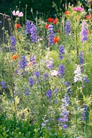 Ackerrittersporn Mohn Cosmea