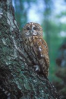 Waldkauz auf Birkenstamm