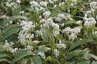 Baerlauch bluehender