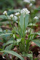 Baerlauch einzelne Pflanze