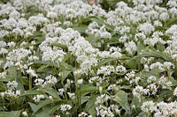 Baerlauch flaechendeckend