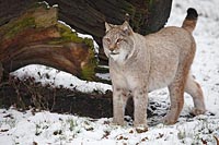 Luchs Katze vor Wurzel