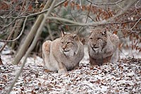 Luchs Kuder Katze unter Busch 
