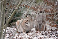 Luchs Kuder Katze unter Busch 