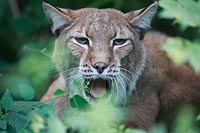 Luchs Portrait gaehnend