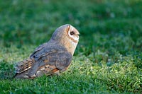 Schleiereule im Gras seitlich