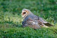 Schleiereule im Gras sitzend