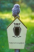 Waldkauz auf Eulenschild